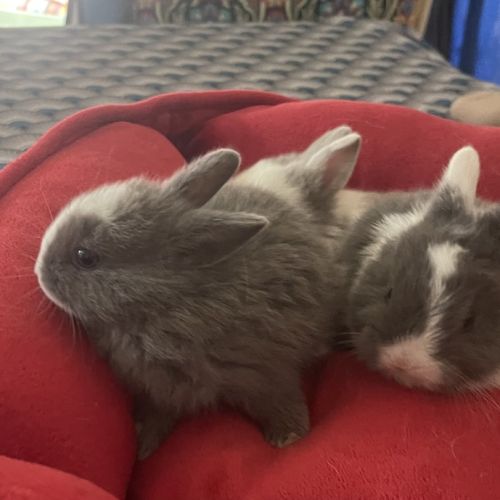 Lapins extras nains #3