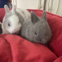 Lapins extras nains #1