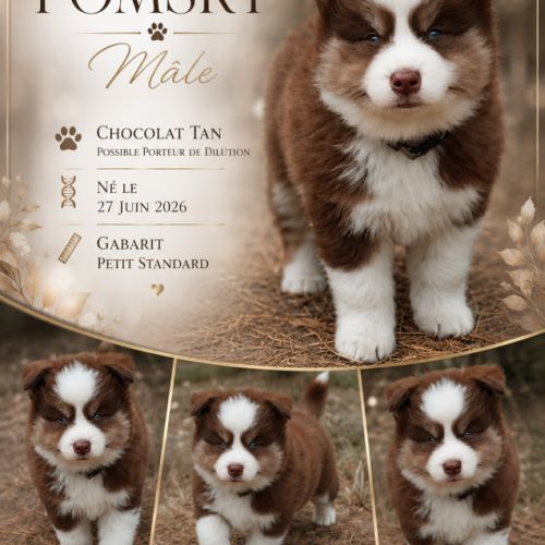 Magnifiques pomsky #2