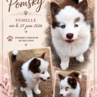 Magnifiques pomsky #1