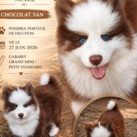 Magnifiques pomsky #0