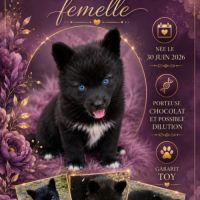 Magnifiques pomsky #4