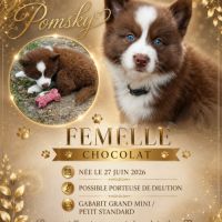 Magnifiques pomsky #5