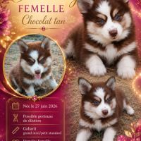 Magnifiques pomsky #6