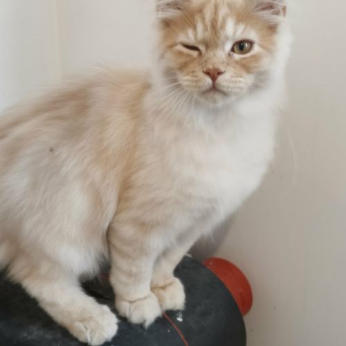 Magnifiques chatons de 4 mois x maine coon/british #1