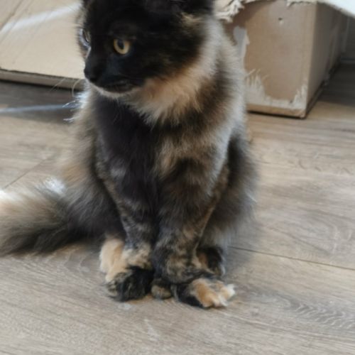 Magnifiques chatons de 4 mois x maine coon/british #3