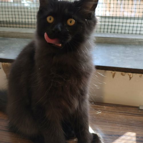 Magnifiques chatons de 4 mois x maine coon/british #4