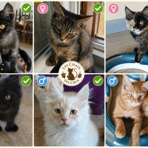 Magnifiques chatons de 3 mois x maine coon/british