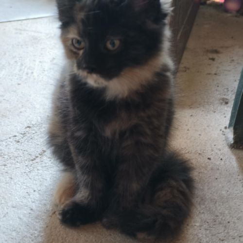 Magnifiques chatons de 4 mois x maine coon/british #6