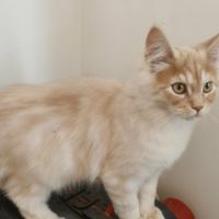 Magnifiques chatons de 4 mois x maine coon/british