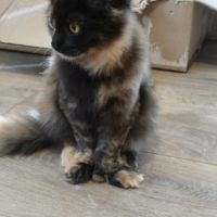 Magnifiques chatons de 4 mois x maine coon/british #3