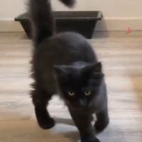 Magnifiques chatons de 4 mois x maine coon/british #5