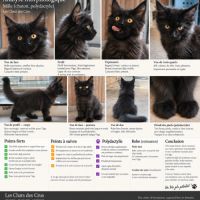 Magnifiques chatons de 3 mois x maine coon/british