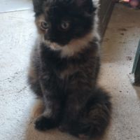 Magnifiques chatons de 4 mois x maine coon/british #6