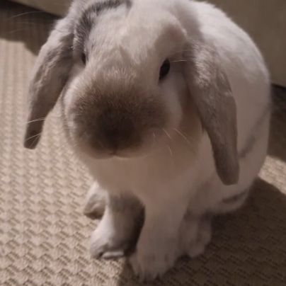 Lapin nain bélier castré à donner #3