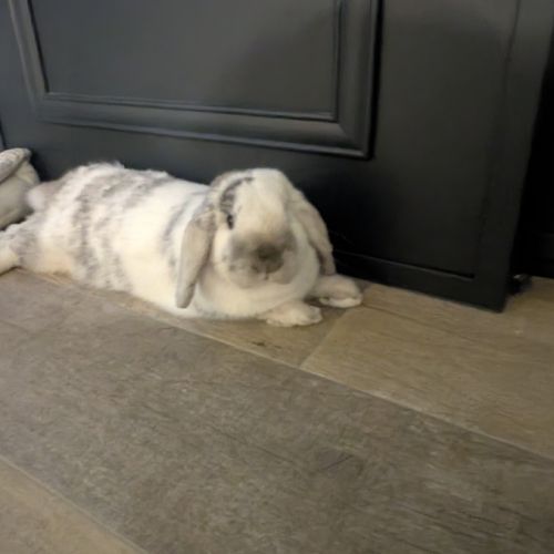 Lapin nain bélier castré à donner #4
