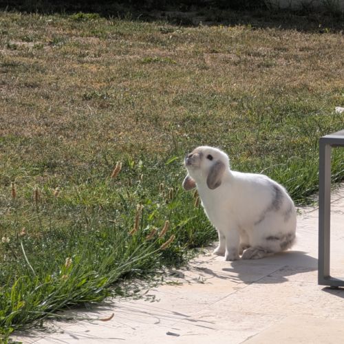 Lapin nain bélier castré à donner