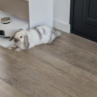 Lapin nain bélier castré à donner #2