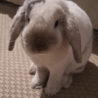 Lapin nain bélier castré à donner #3