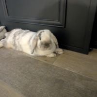 Lapin nain bélier castré à donner #4