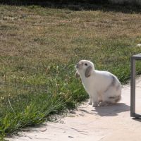 Lapin nain bélier castré à donner #0