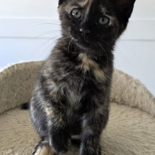 Moon-adorable chatonne #1