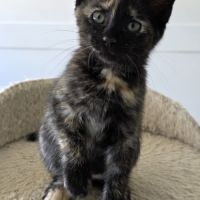 Moon-adorable chatonne #1