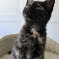 Moon-adorable chatonne
