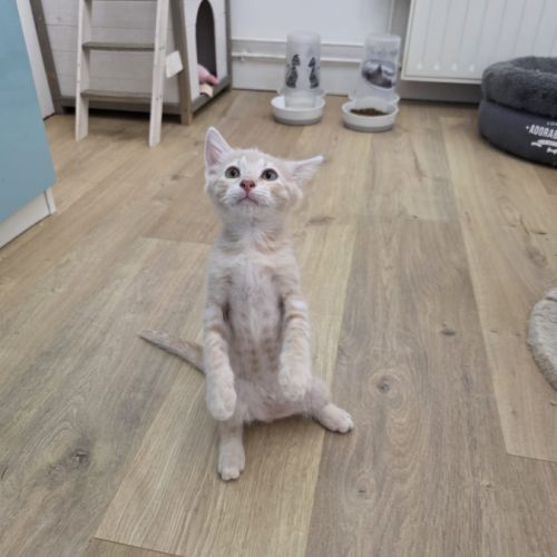 Mao-adorable chaton #1