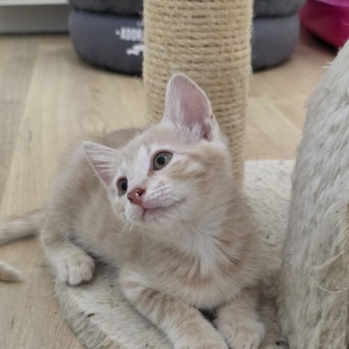 Mao-adorable chaton