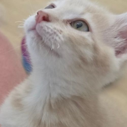 Mao-adorable chaton #3