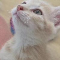 Mao-adorable chaton #3