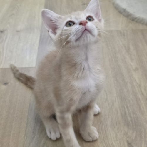 Maïko -adorable chaton