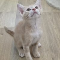 Maïko -adorable chaton