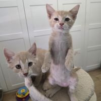 Maïko -adorable chaton #2