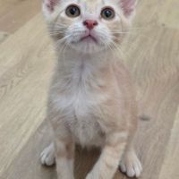 Maïko -adorable chaton #3