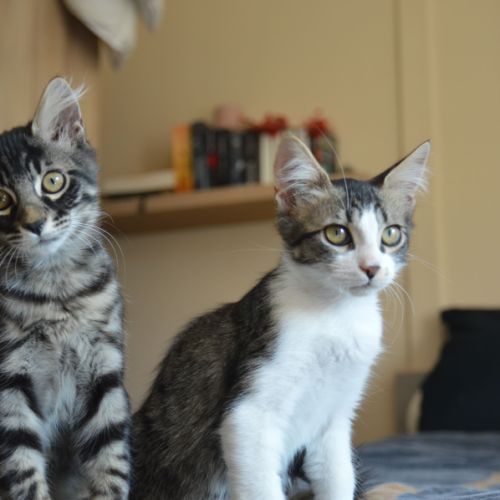 Kyros et hayaki en double adoption