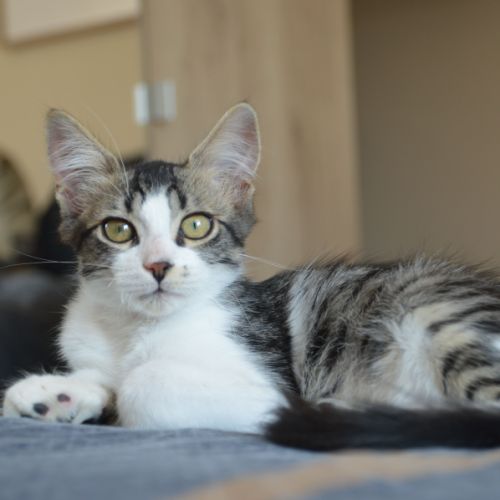 Kyros et hayaki en double adoption #3