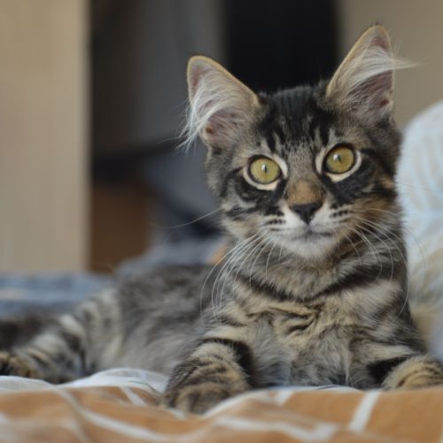 Kyros et hayaki en double adoption #4