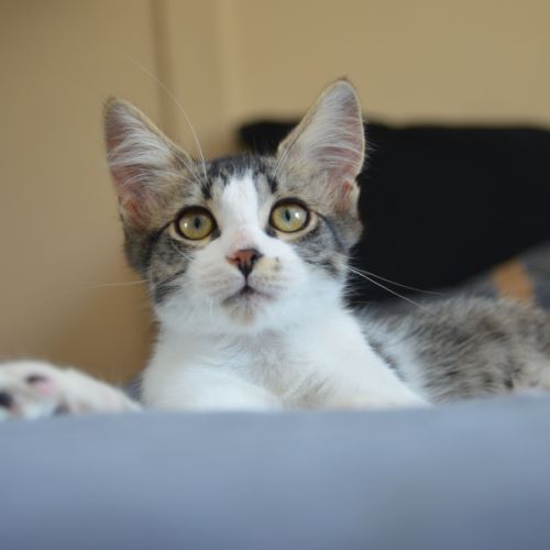 Kyros et hayaki en double adoption #5