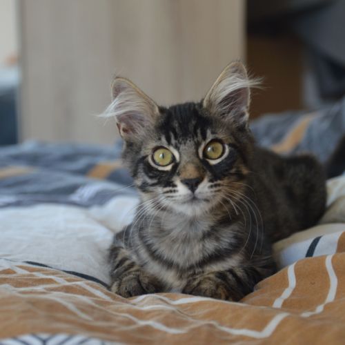 Kyros et hayaki en double adoption #6