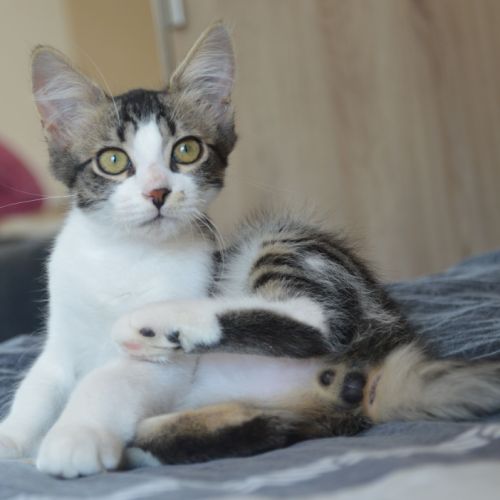 Kyros et hayaki en double adoption #7