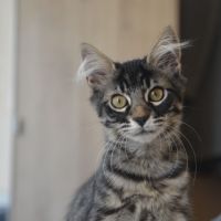 Kyros et hayaki en double adoption #2