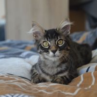 Kyros et hayaki en double adoption #6