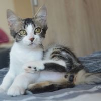 Kyros et hayaki en double adoption #7