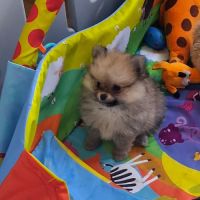 Pomchi poils long et poils court #1
