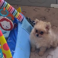Pomchi poils long et poils court #3