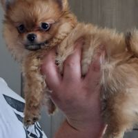 Pomchi poils long et poils court #5