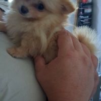 Pomchi poils long et poils court