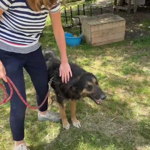 Cooper sorti de fourrière, à l'adoption urgente #1